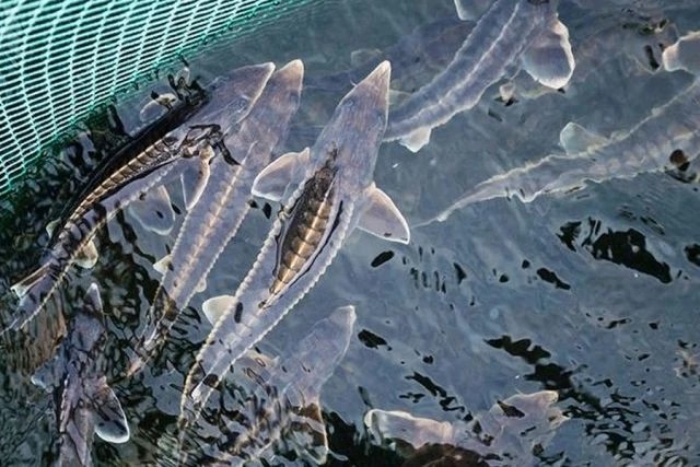 Производство осетровых в Дагестане выросло на 18%