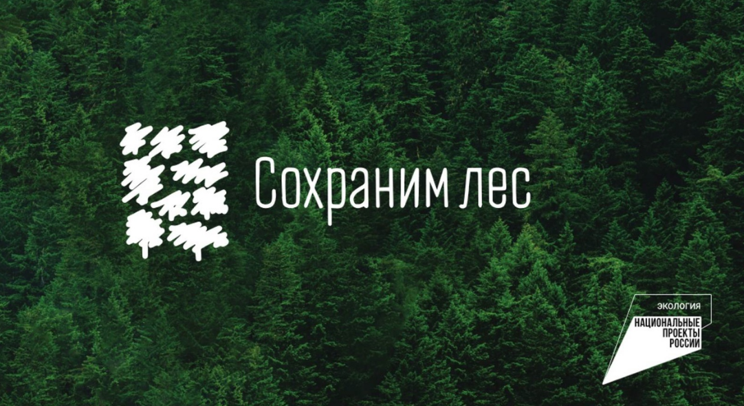 В России проходит Всероссийская акция «Сохраним лес» в рамках нацпроекта «Экология»