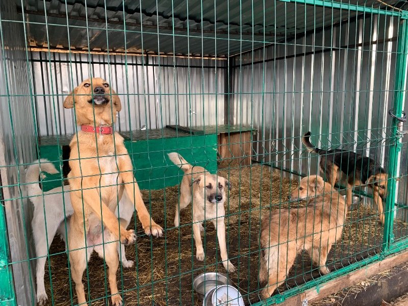В Кизилюрте и Дербенте построят приюты для бездомных животных