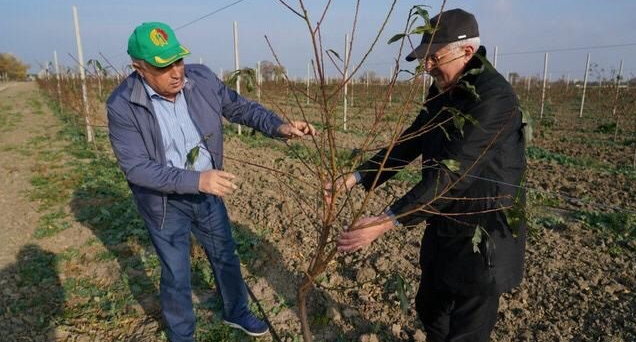 Производство плодов косточковых культур активно развивается в Дагестане