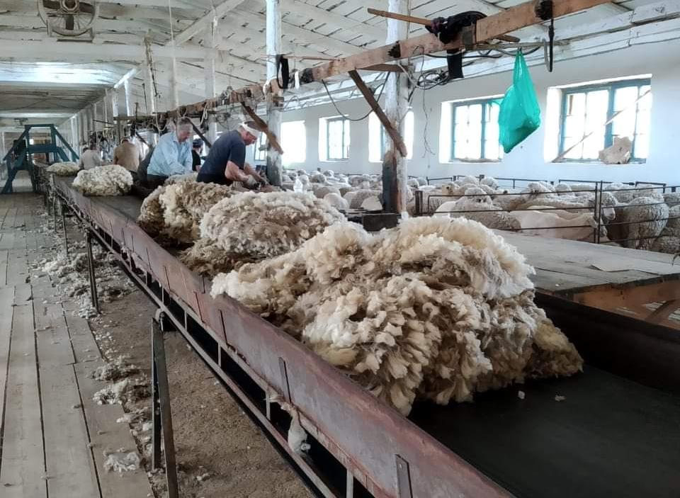 Как собирают шерсть. Стрижка овец. Переработка шерсти. Как собирают шерсть. Как собирают шерсть.