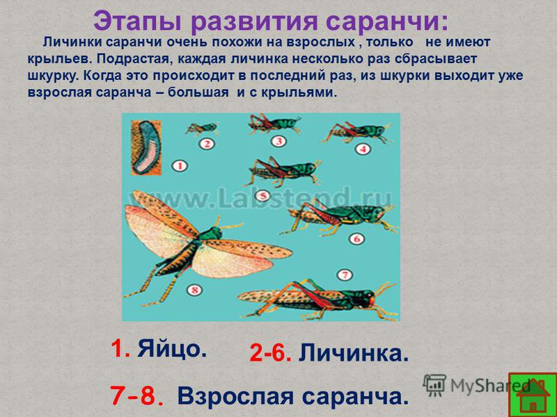В Дагестане к борьбе с саранчей готовятся с ранней весны
