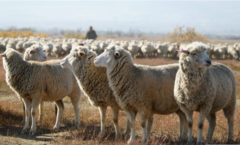 Новые требования к видам племенных хозяйств