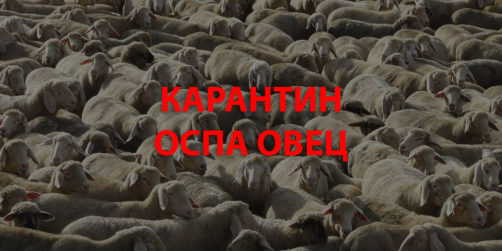 На территории фермерского хозяйства в Дагестане ввели карантин из-за оспы овец