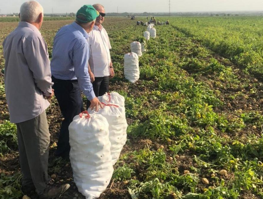 На продовольственные рынки региона поступают первые партии дагестанского картофеля