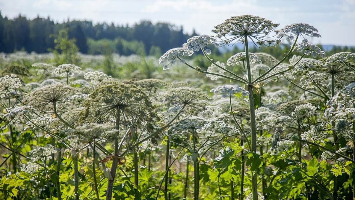 Российские ученые предложили делать бумагу из опасного борщевика Сосновского
