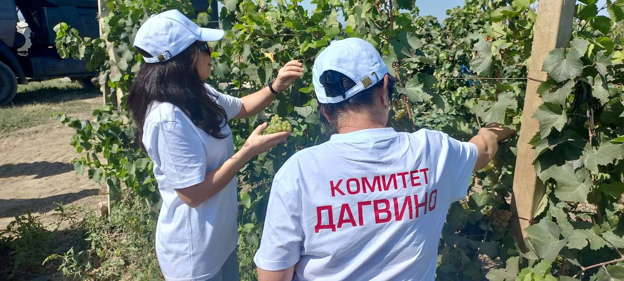 Масштабный сбор винограда в Дербентском районе