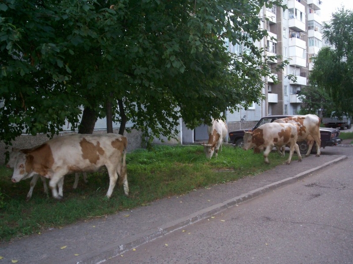 Отловленных бродячих животных в Хасавюрте будут везти в Махачкалу
