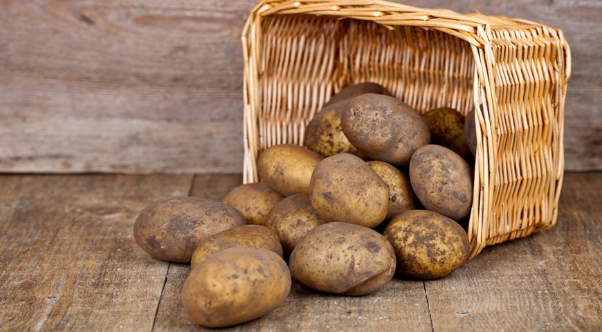 В Дагестане намерены увеличить объем производства картофеля