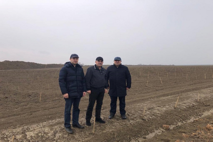Более 600 га новых виноградников появятся в Дербентском районе