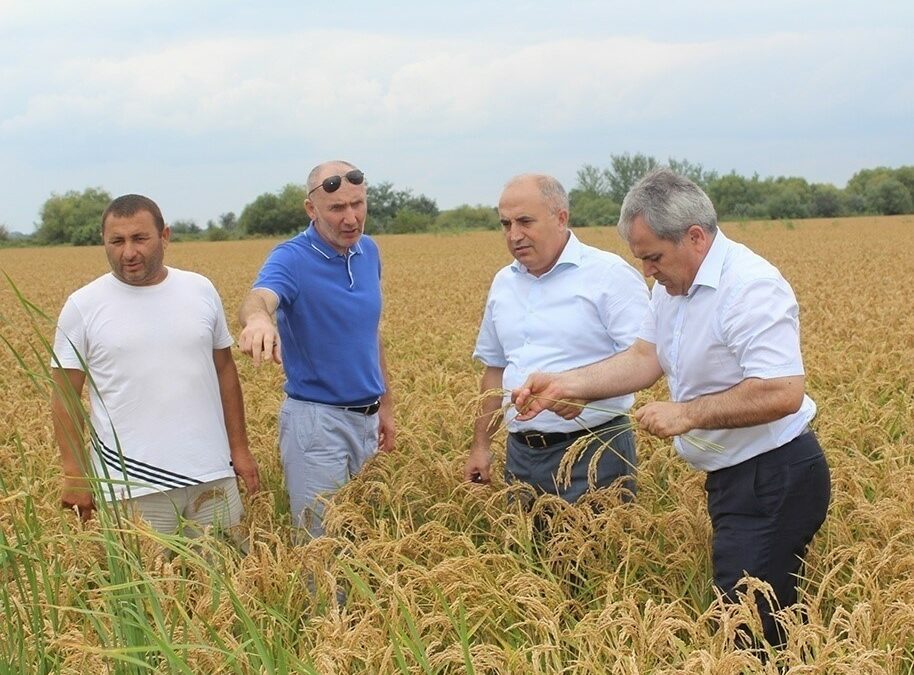 Дагестанским рисоводам в 2023 году окажут поддержку.